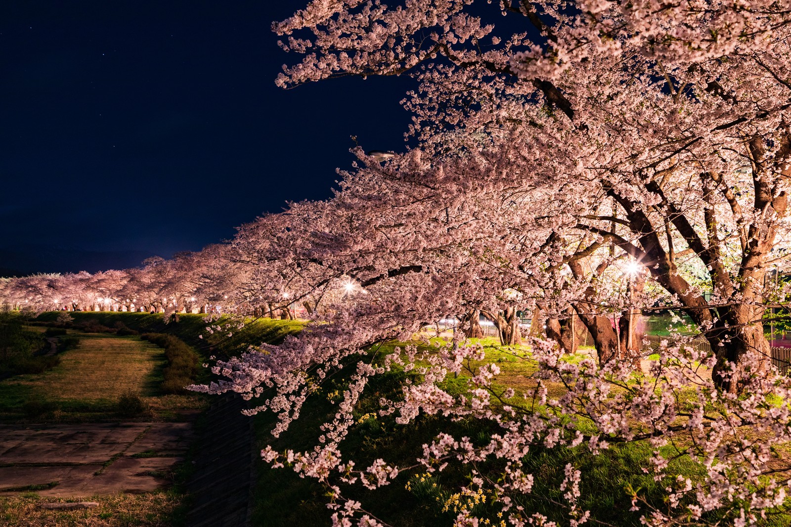 年清水公園桜祭りのライトアップ時間は 屋台と駐車場 開花予想情報も紹介 Suguri Journal