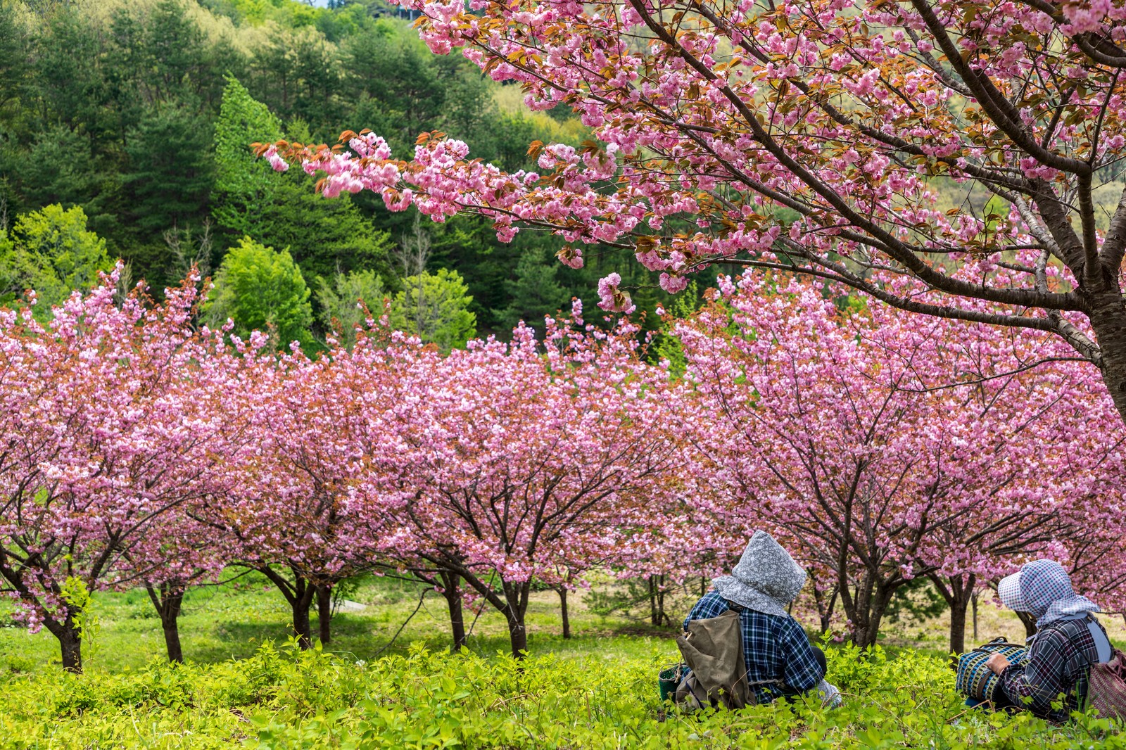 年八重岳桜の森公園もとぶ八重岳桜まつりの見どころは 開花状況と開催日程まとめ Suguri Journal