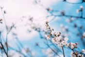 2020年三神峯公園の桜の混雑状況と屋台・出店情報！駐車場とお花見スポットも紹介！